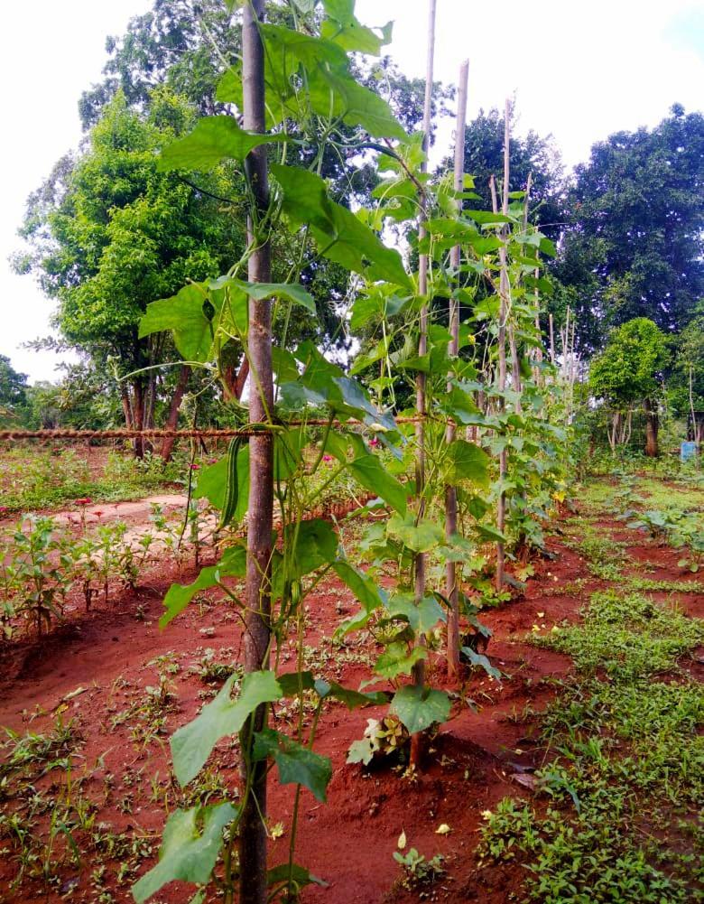 Moni Farm House Wilpattu Nochchiyagama Exterior photo